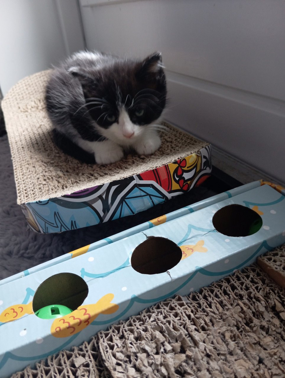 Kittens