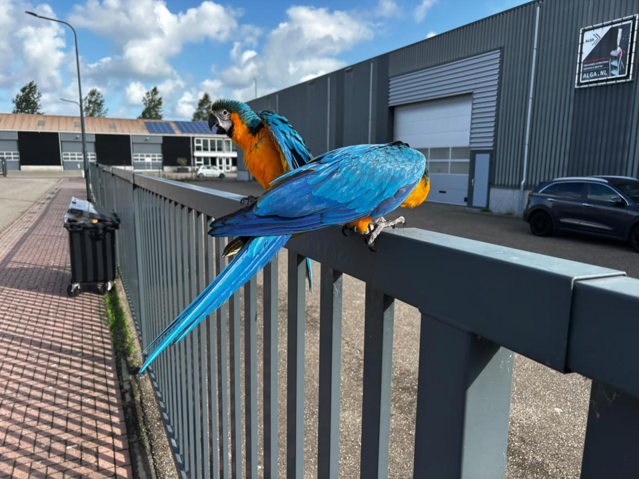 Blauw gele ara jongen tam 13 weken oud