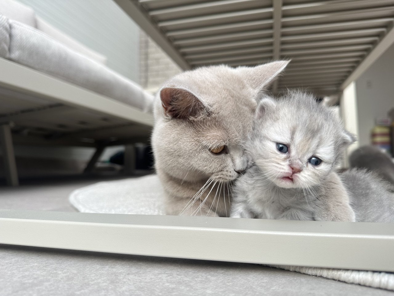 Britse korthaar kittens