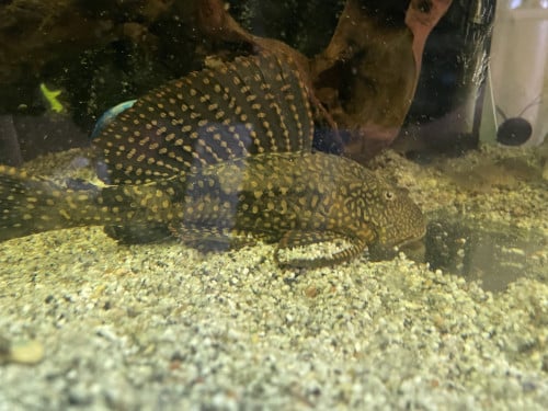Volwassen Pleco +-30cm
