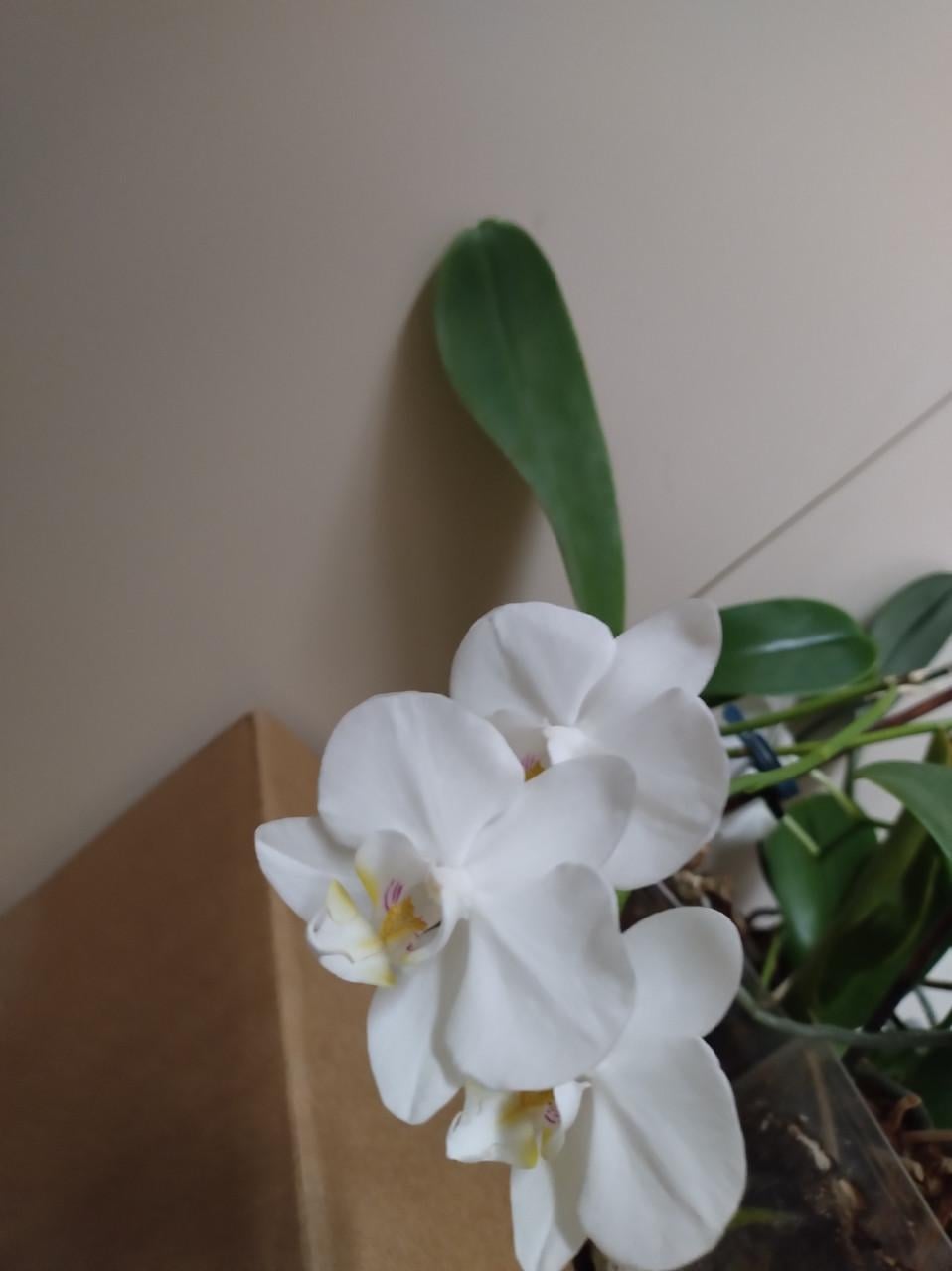 Orchideeën, 6 stuks waarvan 3 met bloemen