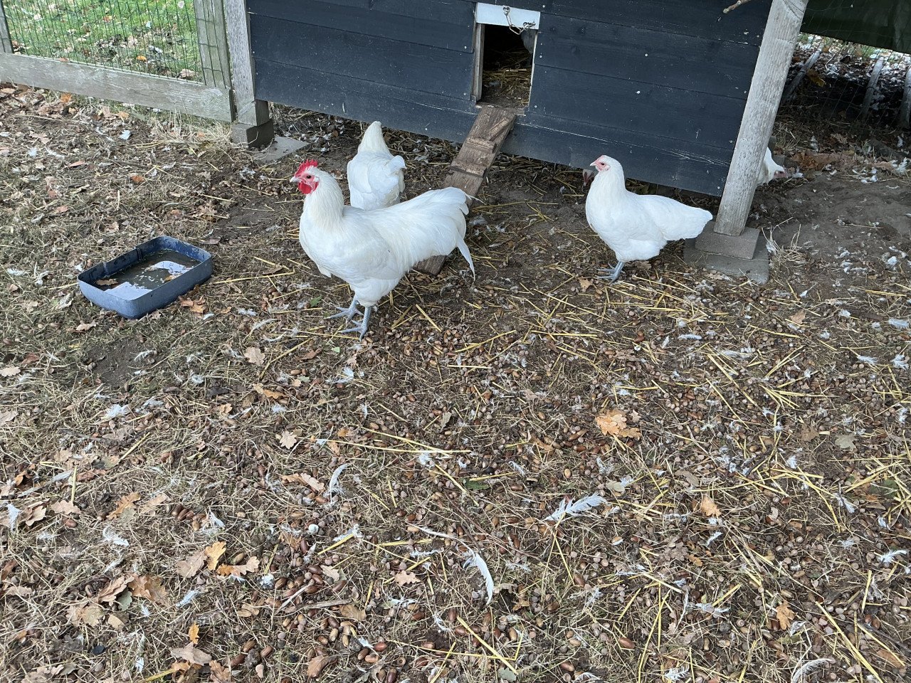 Te koop 4 hanen
