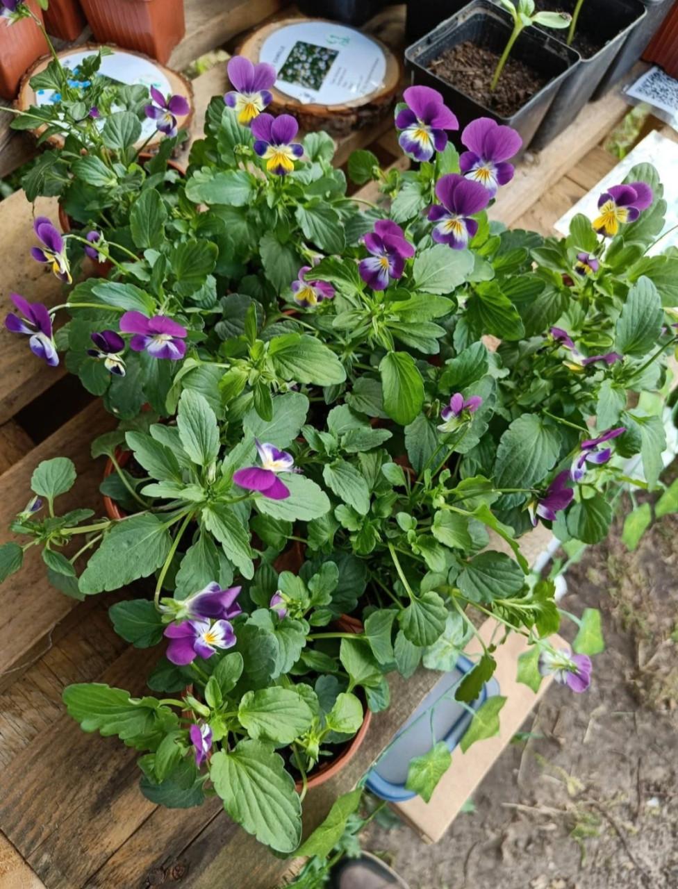 Zaden Driekleurig Viooltje - Viola Tricolor BIO