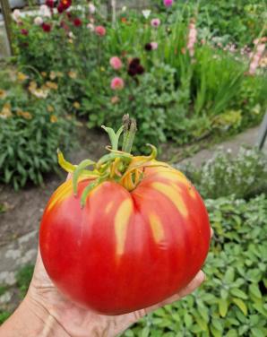 Zaden van tomaten uit eigen tuin - onbespoten