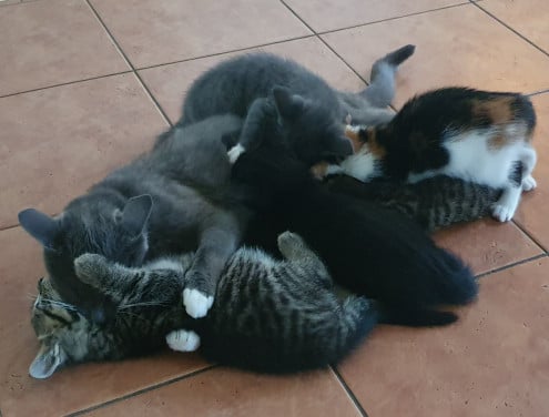 Kittens