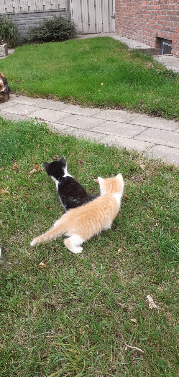 Kittens