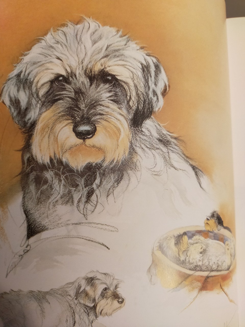 Diverse mooie boeken over honden