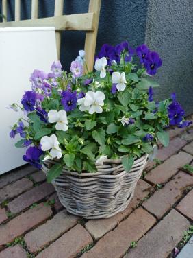 Zorgt voor een warm WELKOM bij voordeur: rotan MAND + VIOLEN