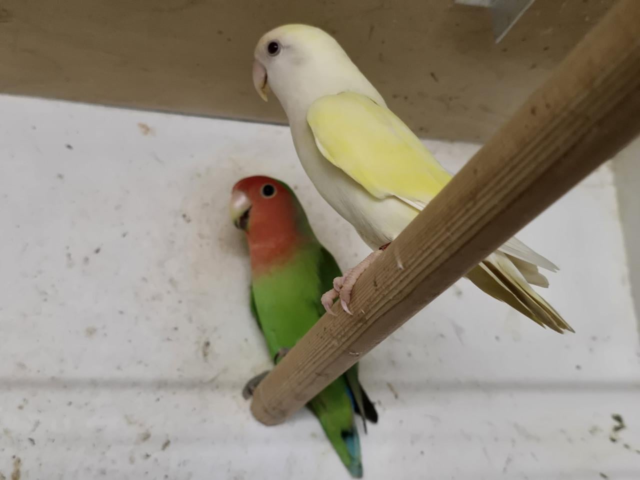 Te Koop: Agapornis Roseicollis
