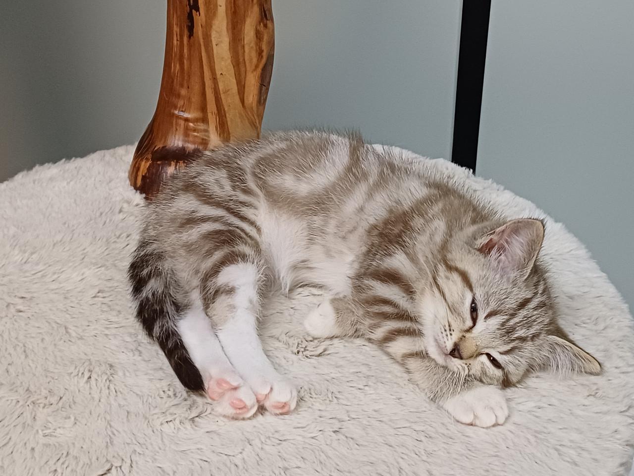 Super mooi Britse Korthaar x Ragdoll Katertje beschikbaar.