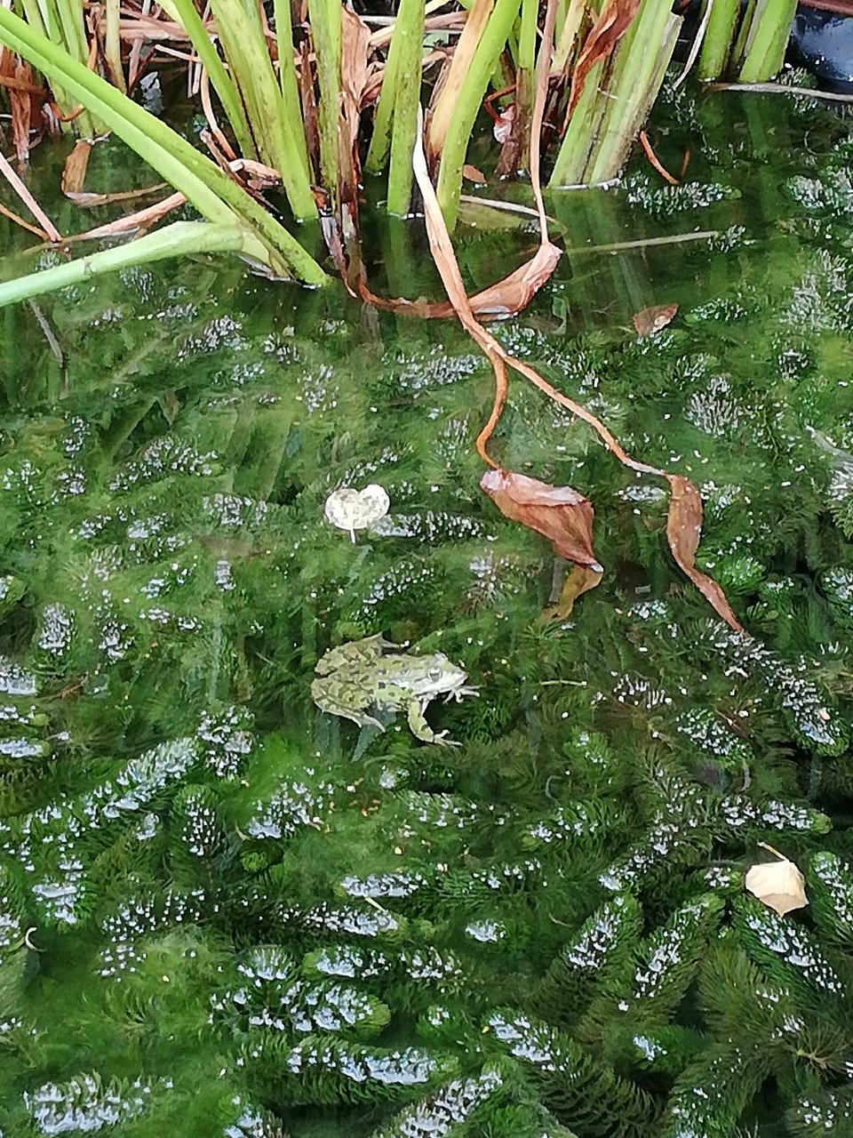 Zuurstofplanten