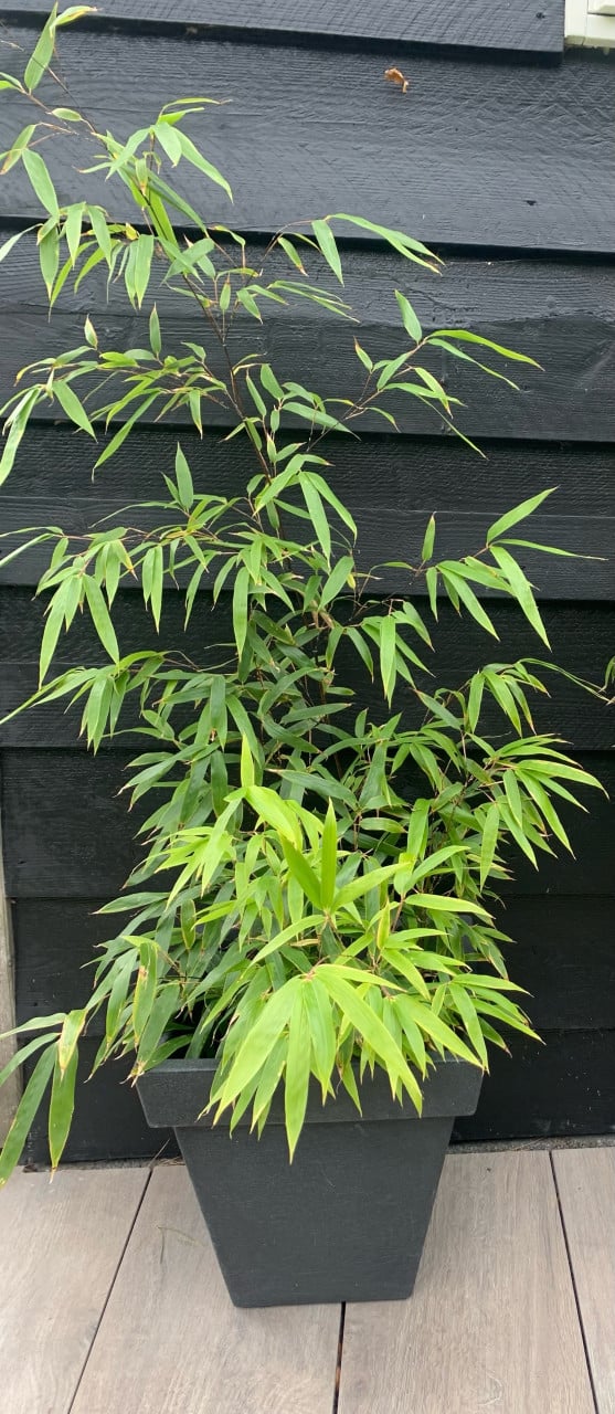 Zwarte Bamboe planten 175 hoog
