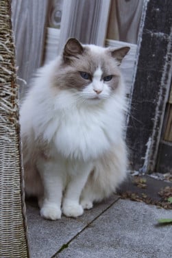 Lieve leuke kat
