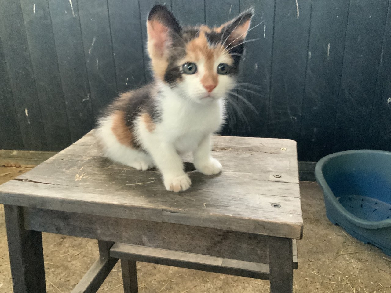 Kitten