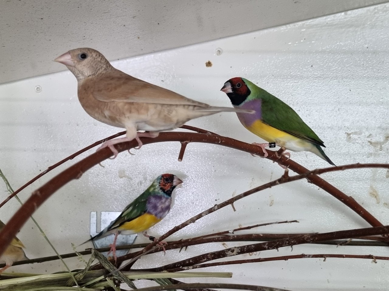 Bandvink pop