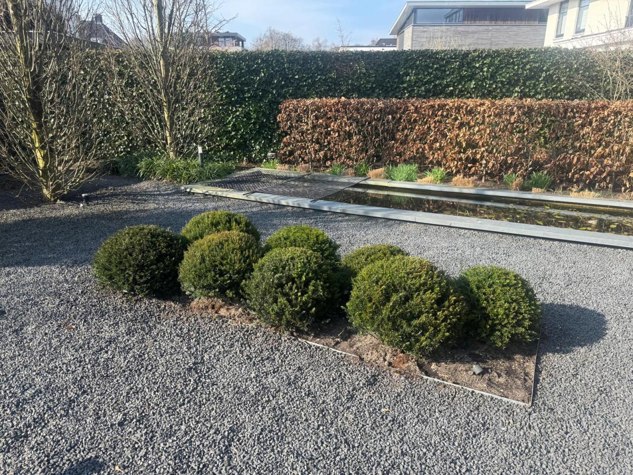 Schitterende taxusbollen in verschillende maten