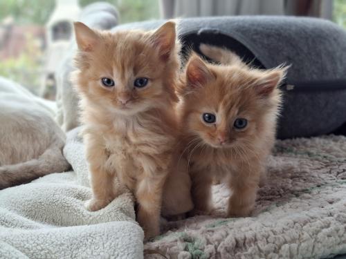 Lieve kittens