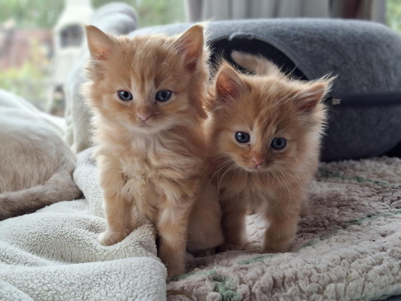 Lieve kittens