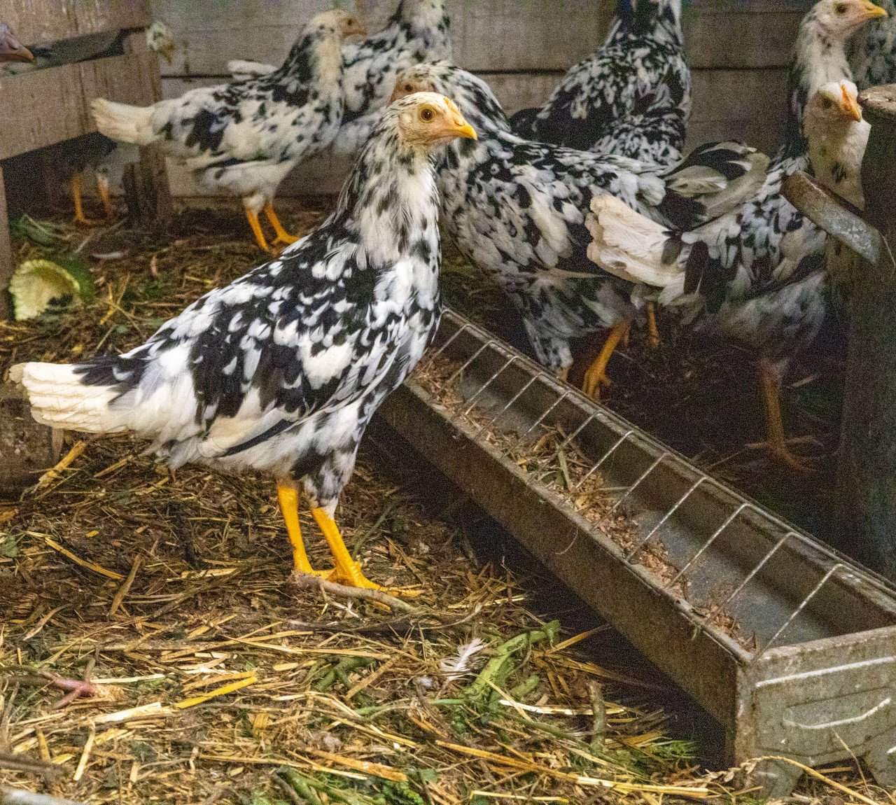 Jonge hennetjes Bonte Leghorn kippen te koop