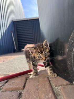 Relaxte kitten te koop