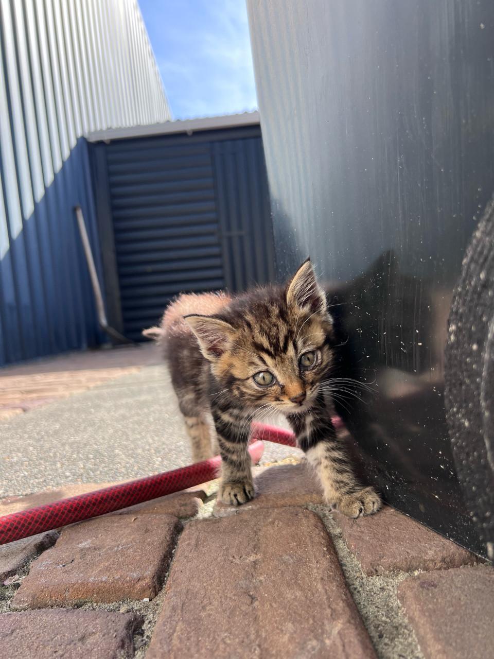Relaxte kittens te koop