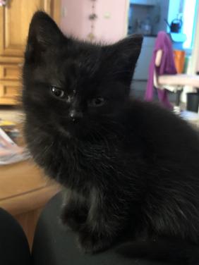 Lieve kittens