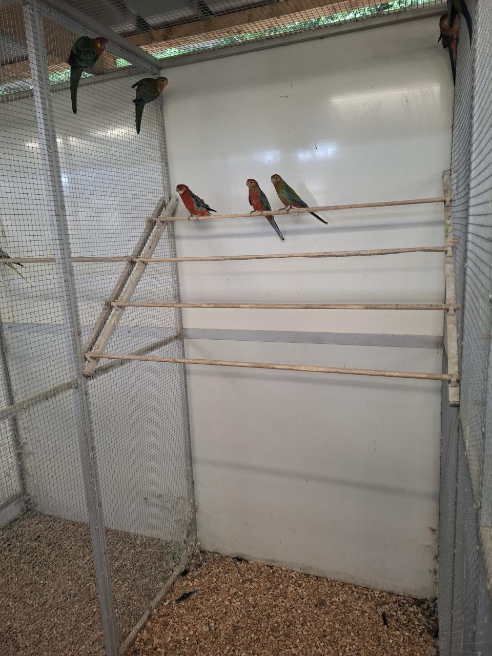 Stanley rosella's