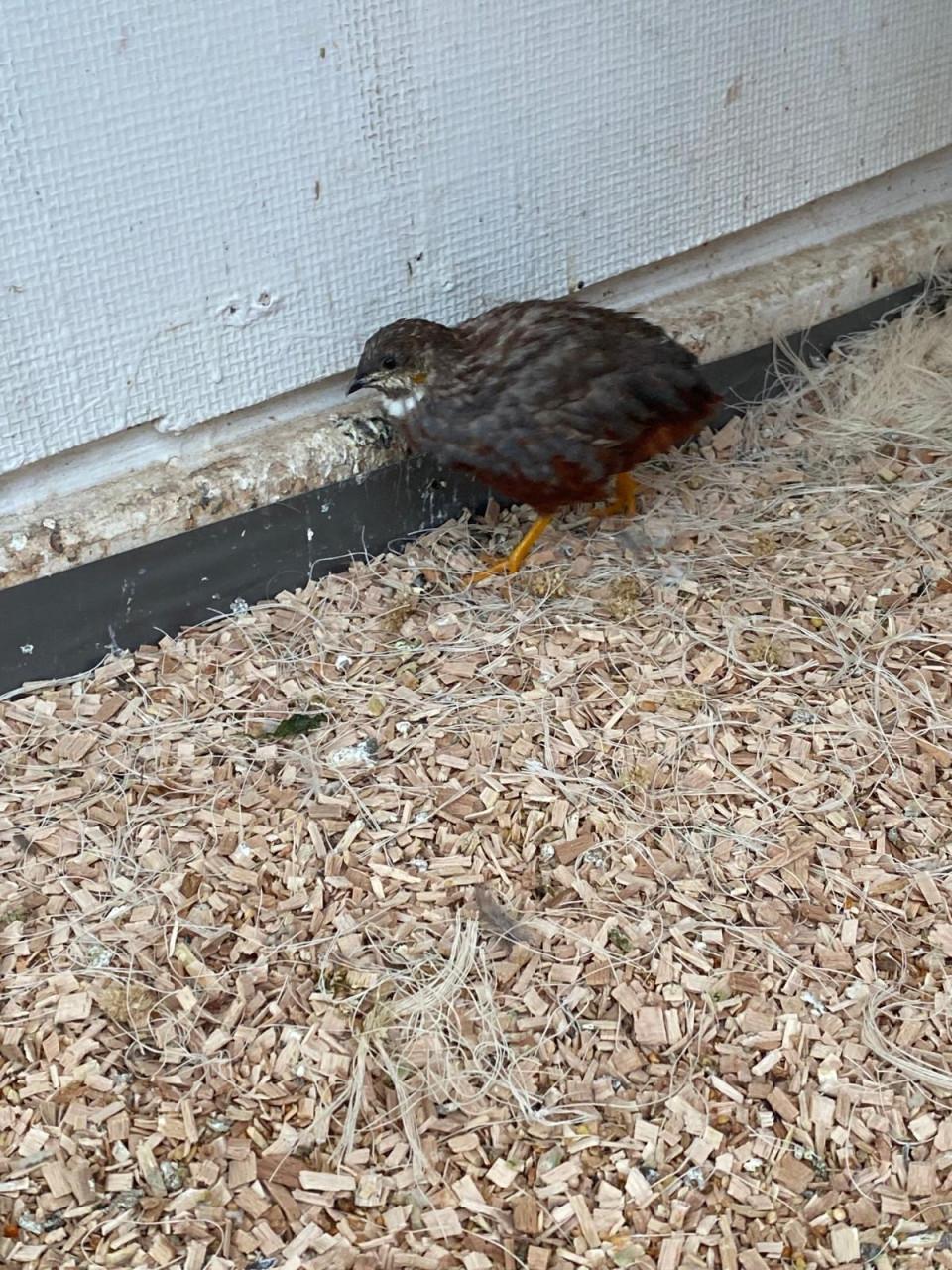 Jonge Dwerg kwartels