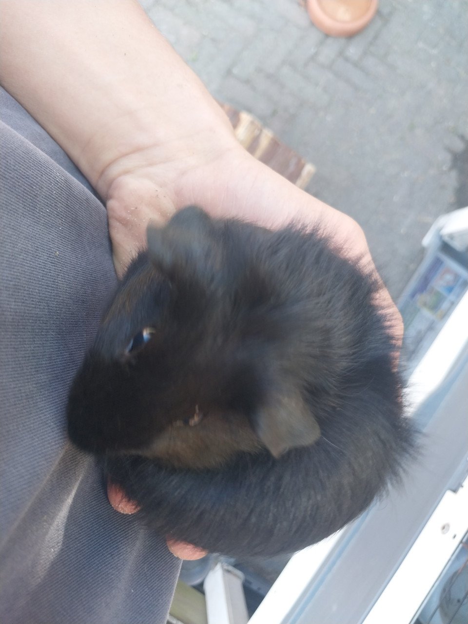 Vrouwtjes cavia