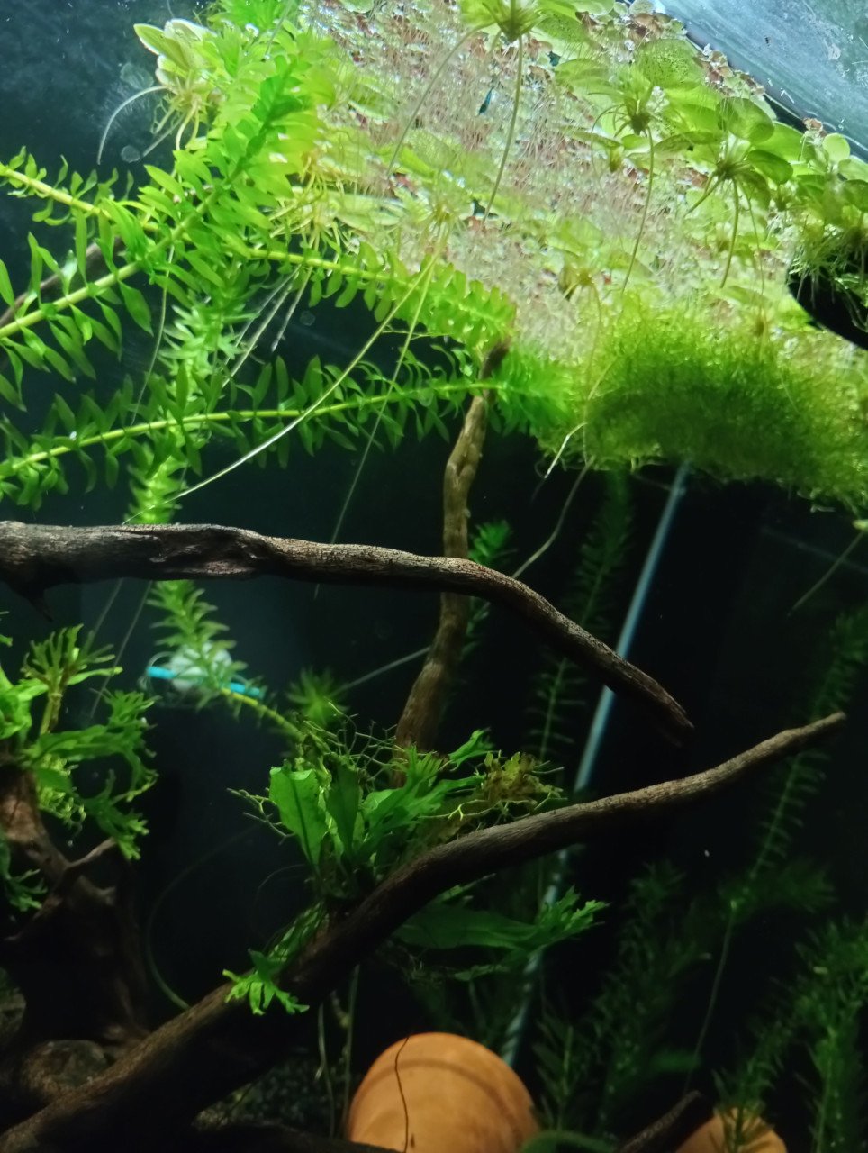 Walstad aquarium home 110