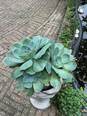 Mooie grote vetplant