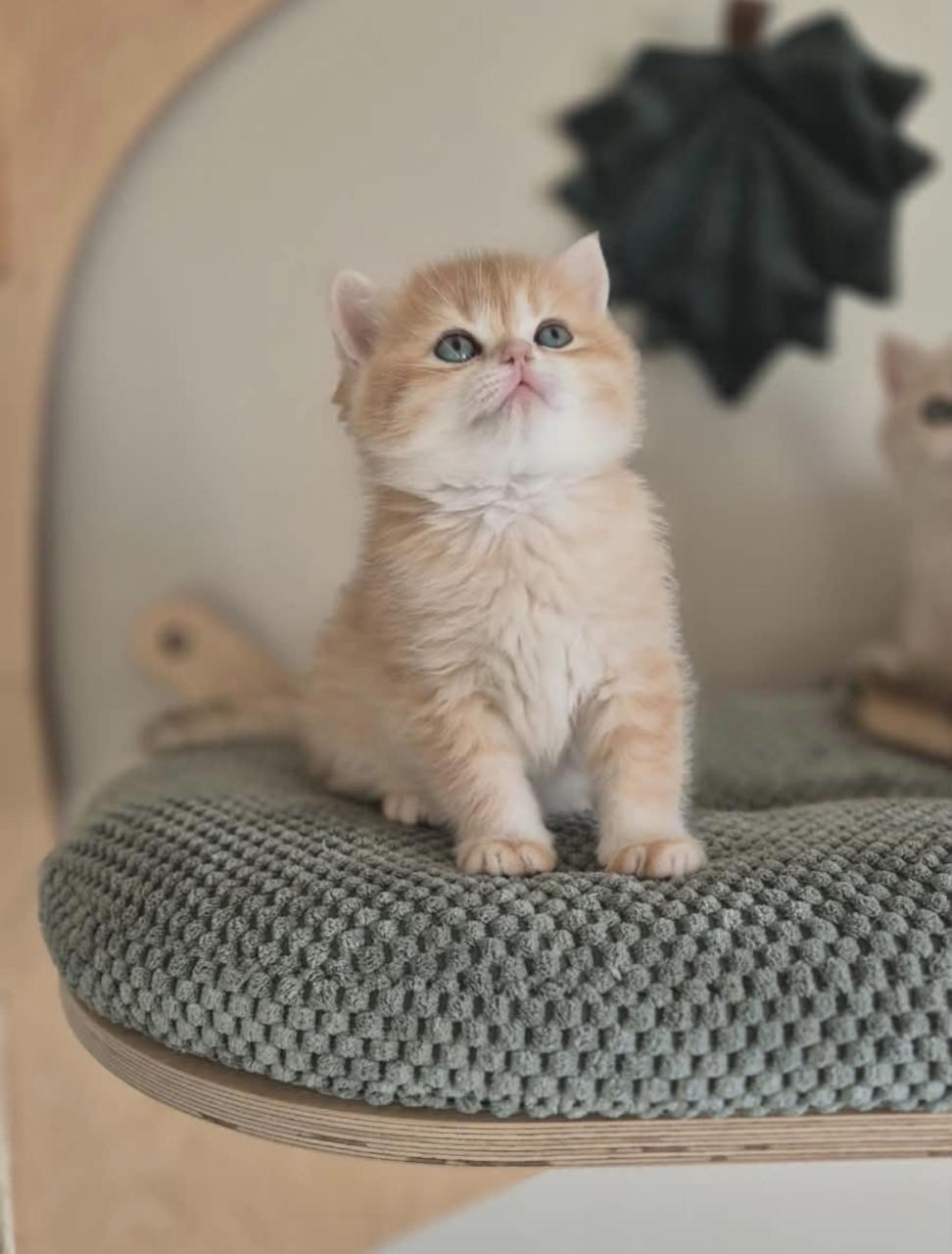 Britse korthaar kittens