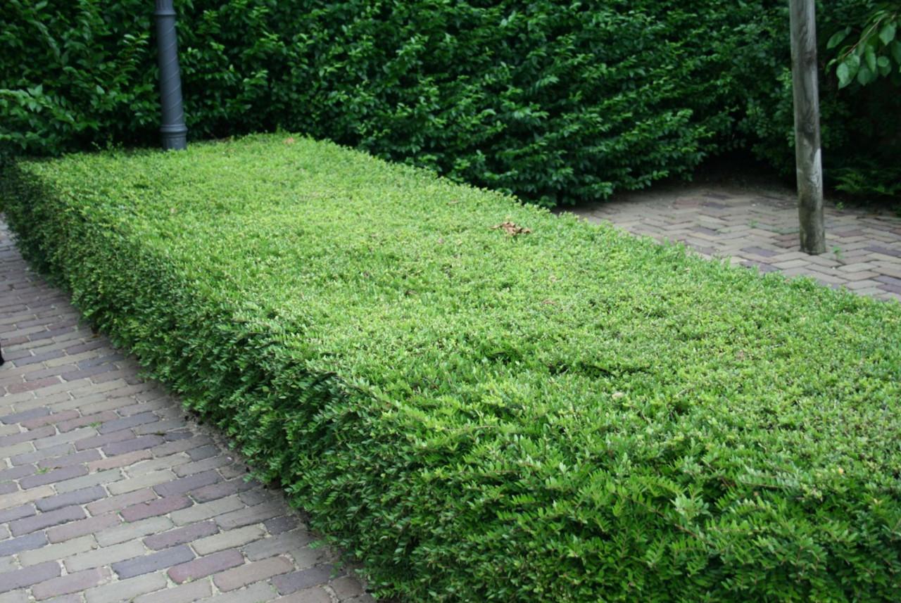 Struikkamperfoelie voor haagje (o.a. ter vervanging van buxus)
