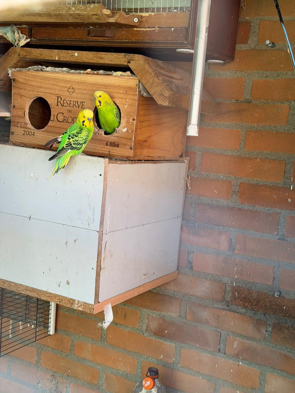 Tholen Garnalenstraat47