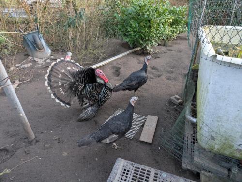 Kalkoenen, 2 hennen. Leeftijd circa 1 jaar.