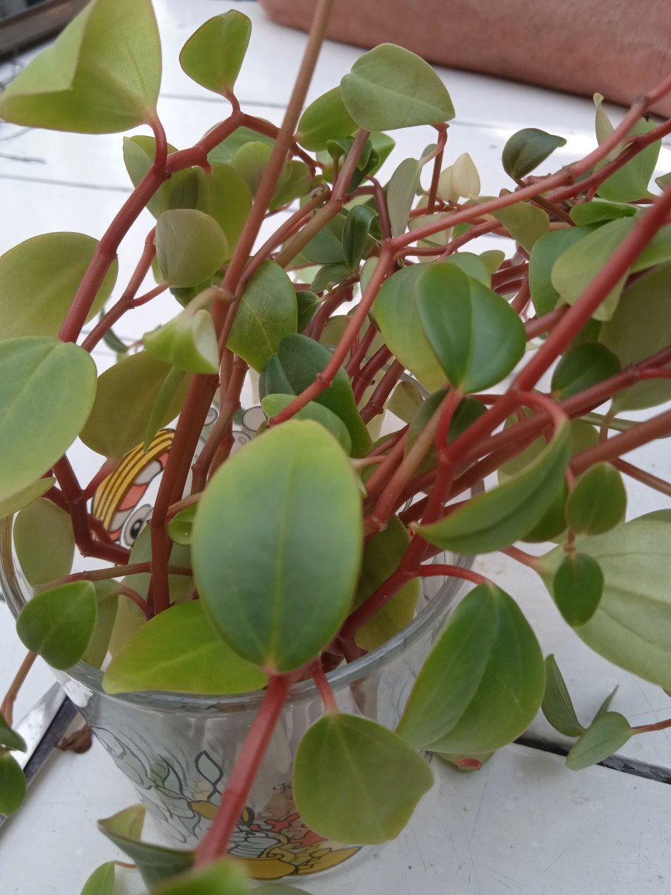Stekjes van Peperomia gratis afhalen