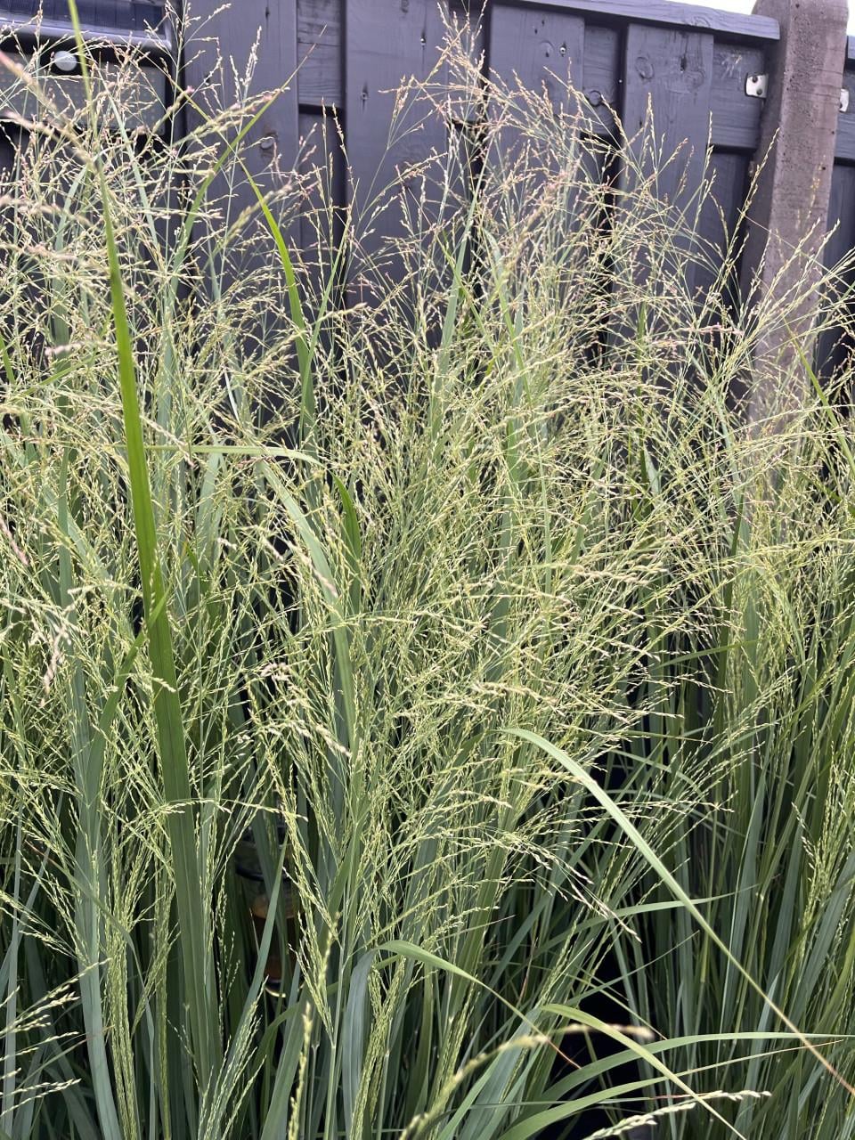 Vingergras, Panicum virgatum Northwind