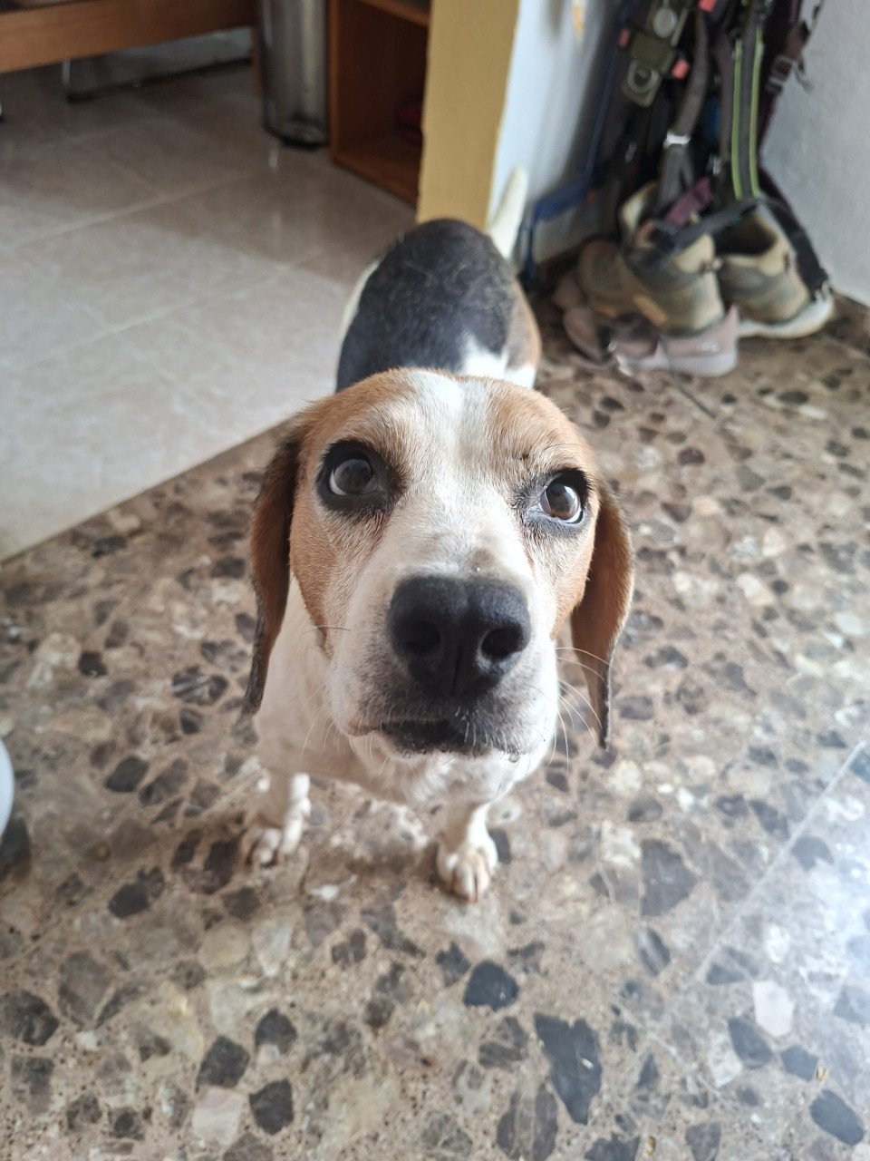 Superlieve Beagle Betsy zoekt een heel lief baasje!