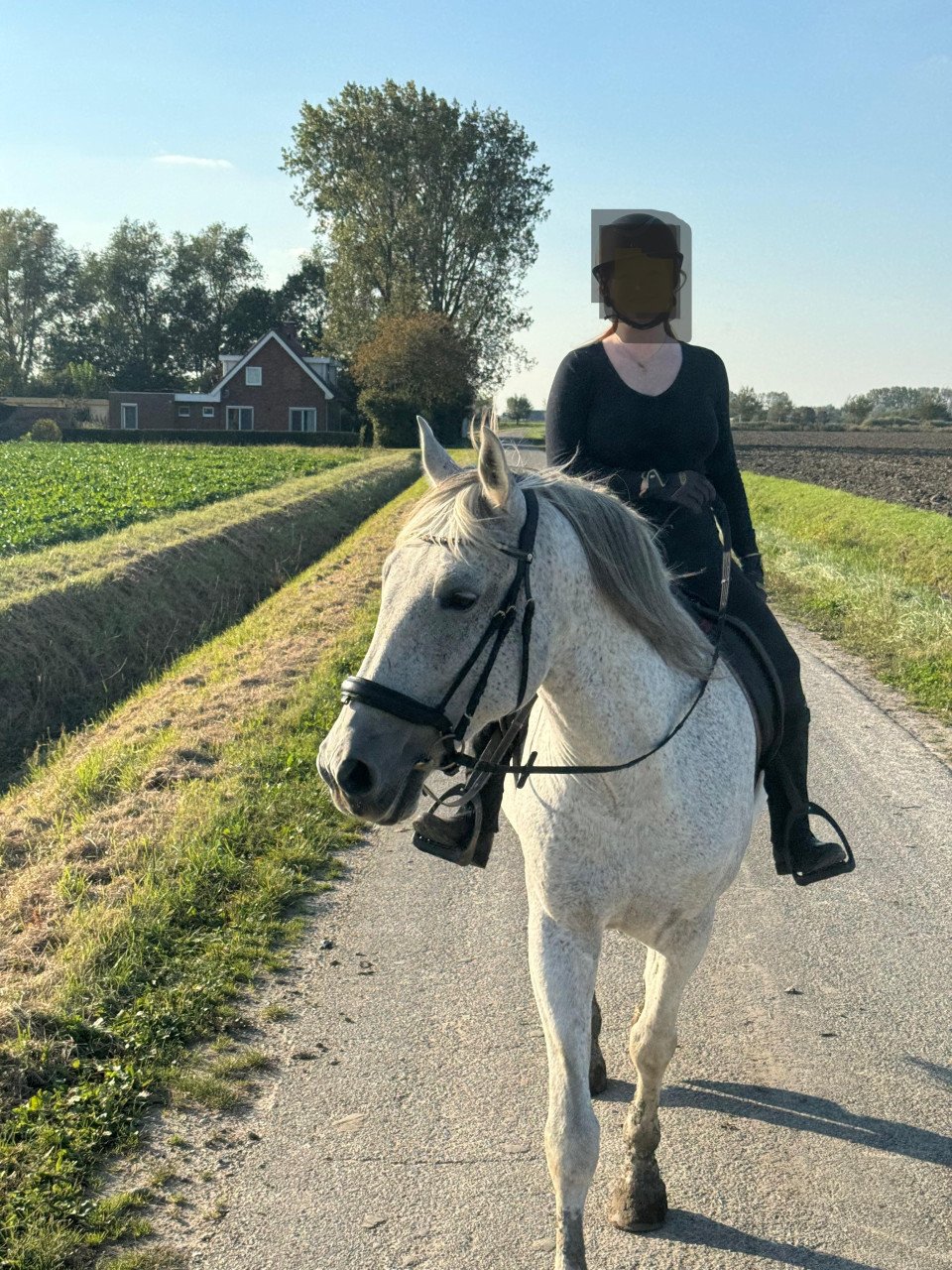 Meerdere fijne recreatiepaarden te koop