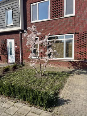 Klinkers grijs 5x20 ca. 30m2, Gratis op te halen