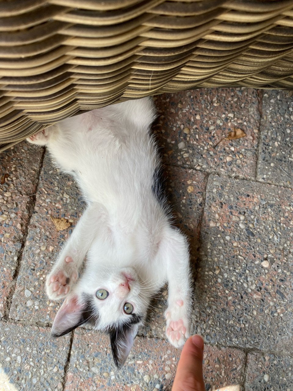 Kittens
