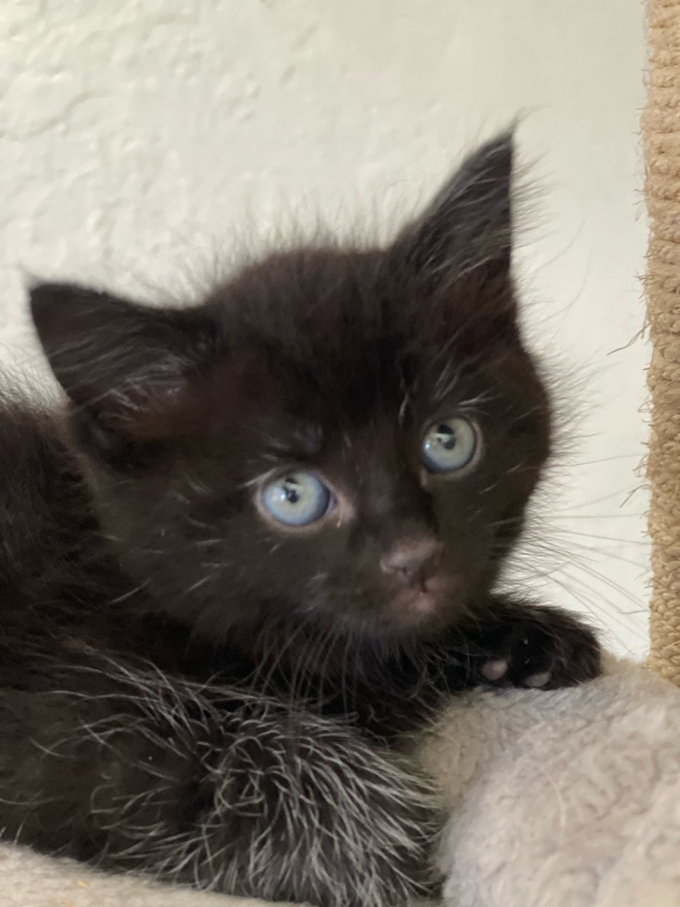 Langharige kitten