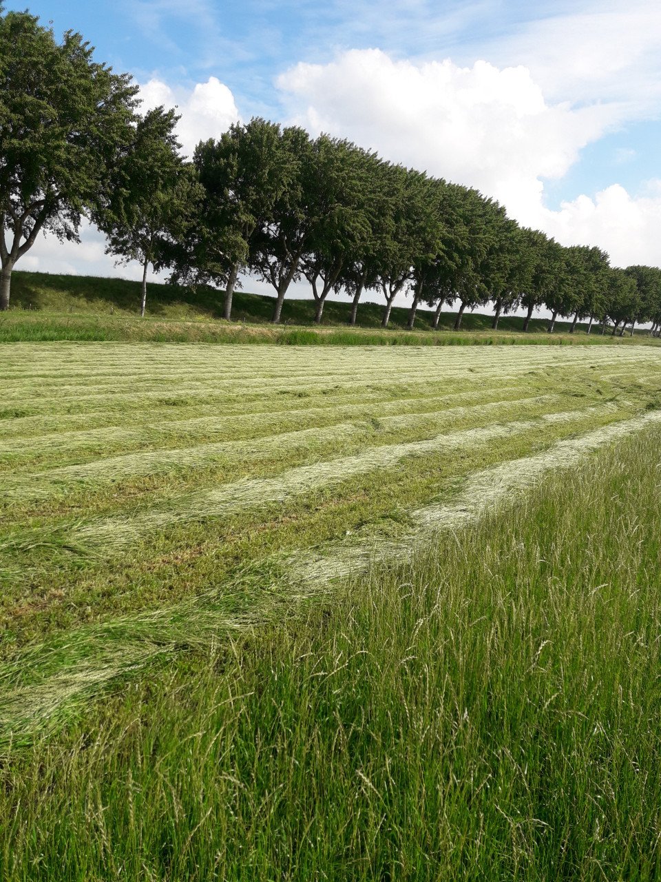Hooibalen - goede kwaliteit weidehooi