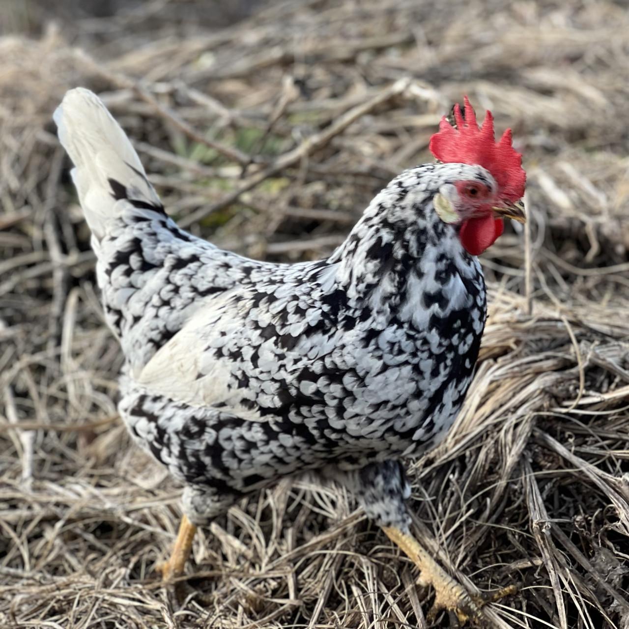 Broedeieren te koop van Bonte Leghorn