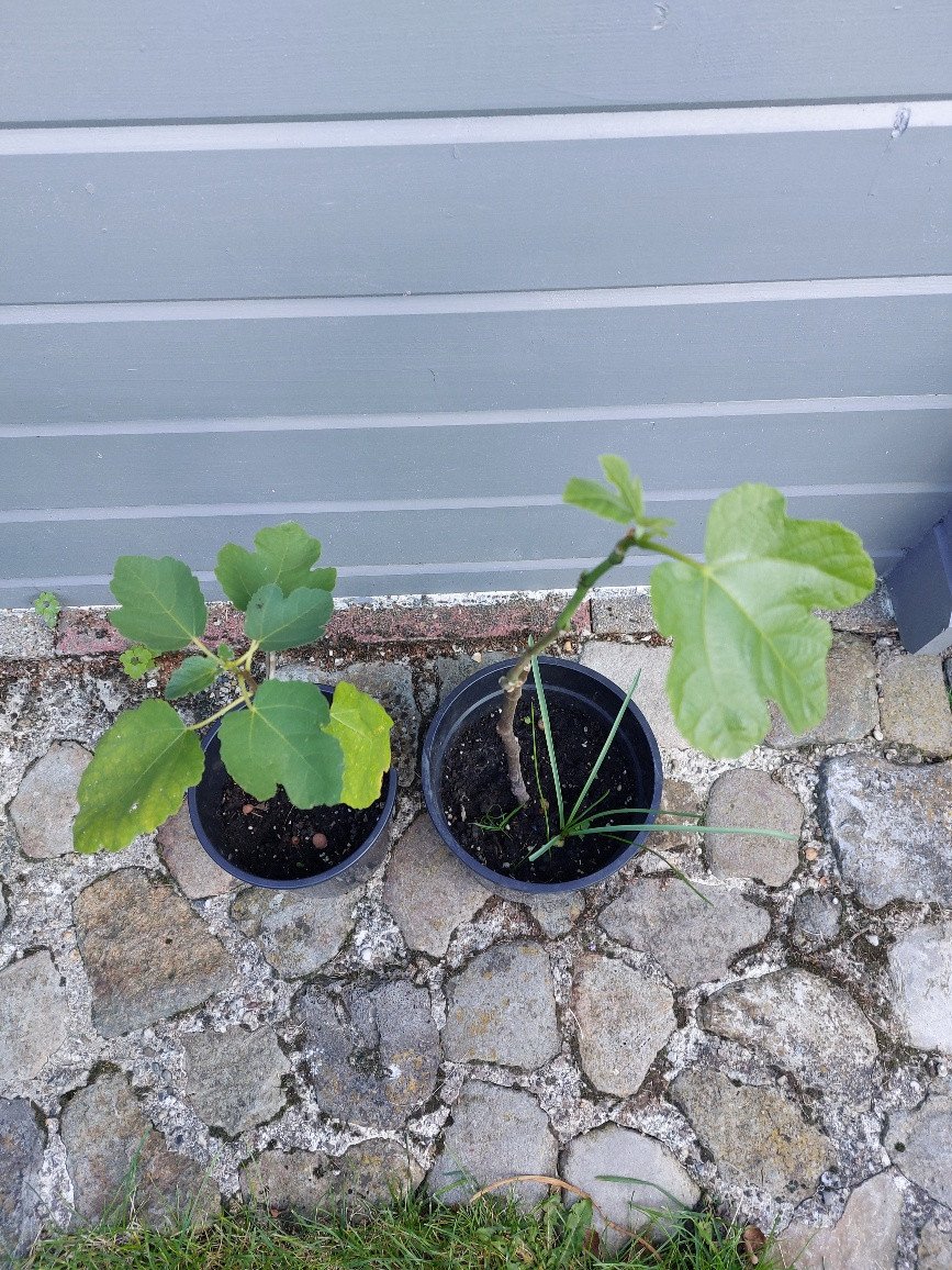 VIJGEN BOOM.