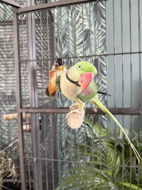 Caique en Alexanderparkiet