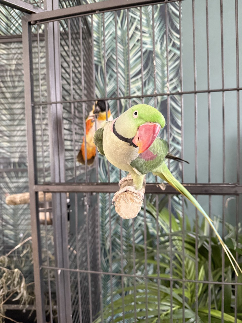 Caique en Alexanderparkiet