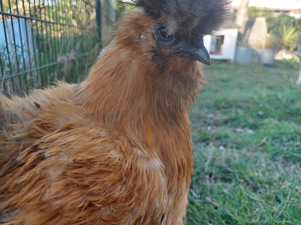 Zijdehoender zoekt nieuw huisje
