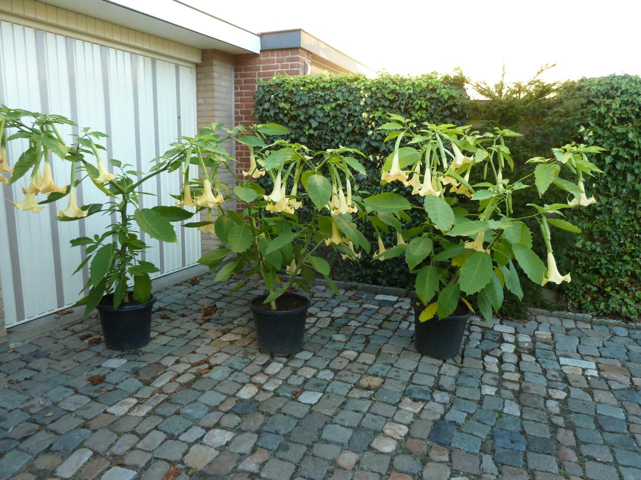 BRUGMANSIA(TROMPETBOOM)