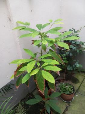 Avocadoplant